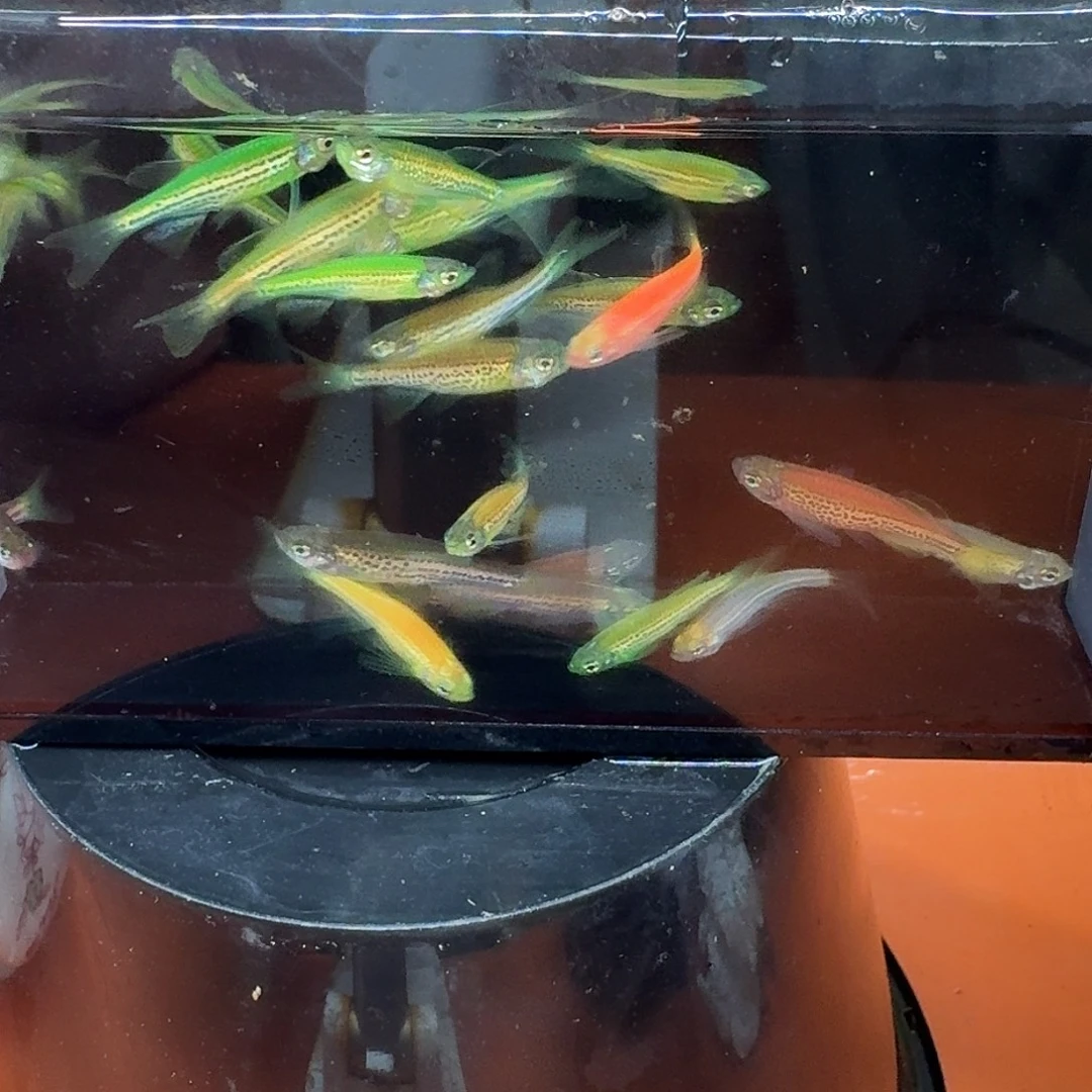 斑马鱼2组包邮1.5-2cm豹纹蝶翼斑马苗子10条