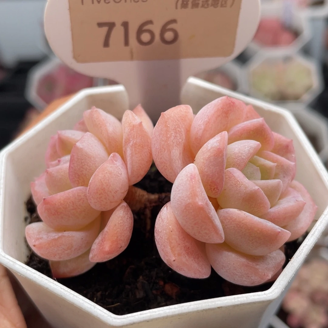 冰贵妃7166-5.5厘米