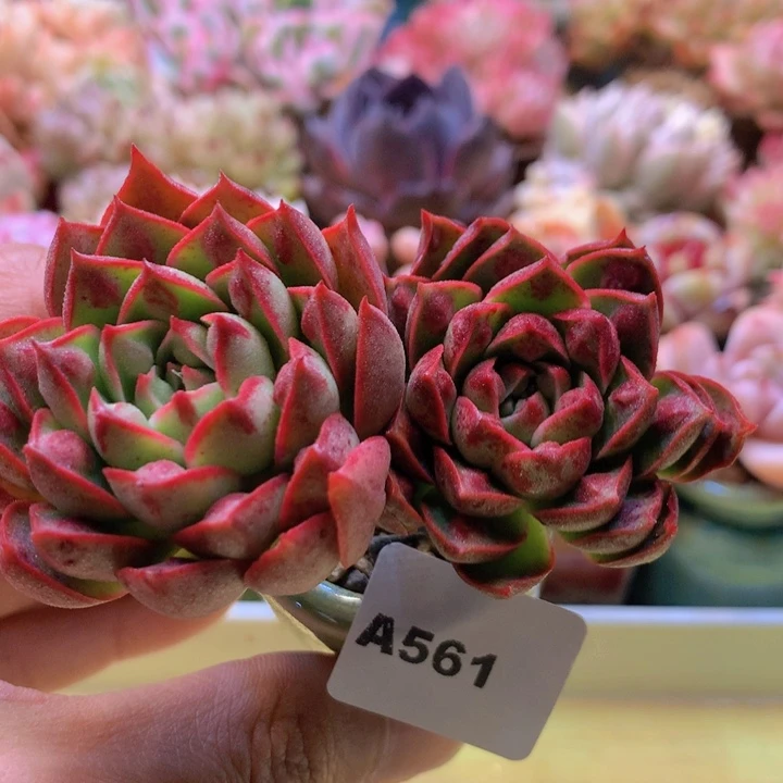 一物一拍满38包邮A561