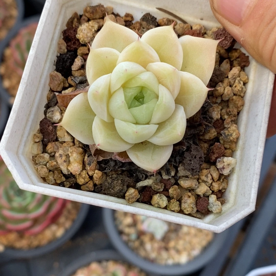 精品多肉一物一拍不包整37