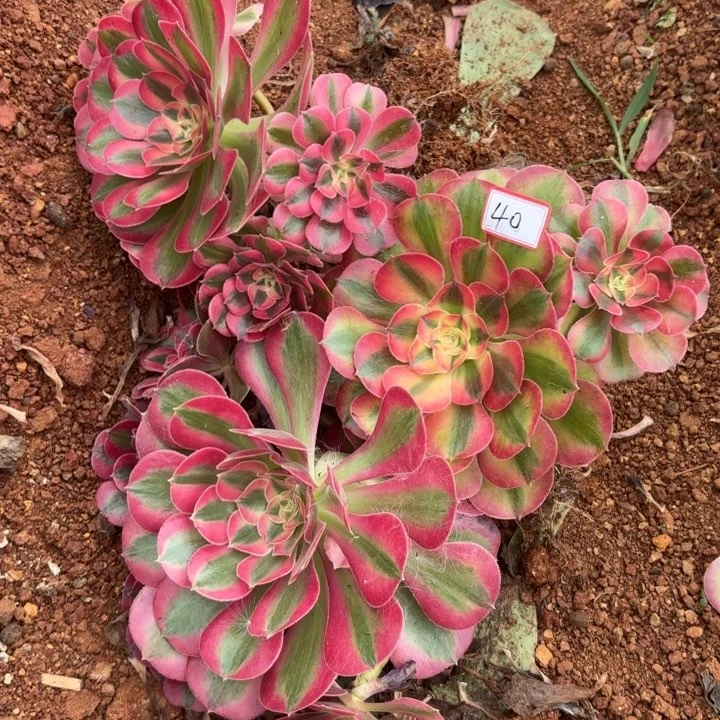 全部花朵040组合带根法师