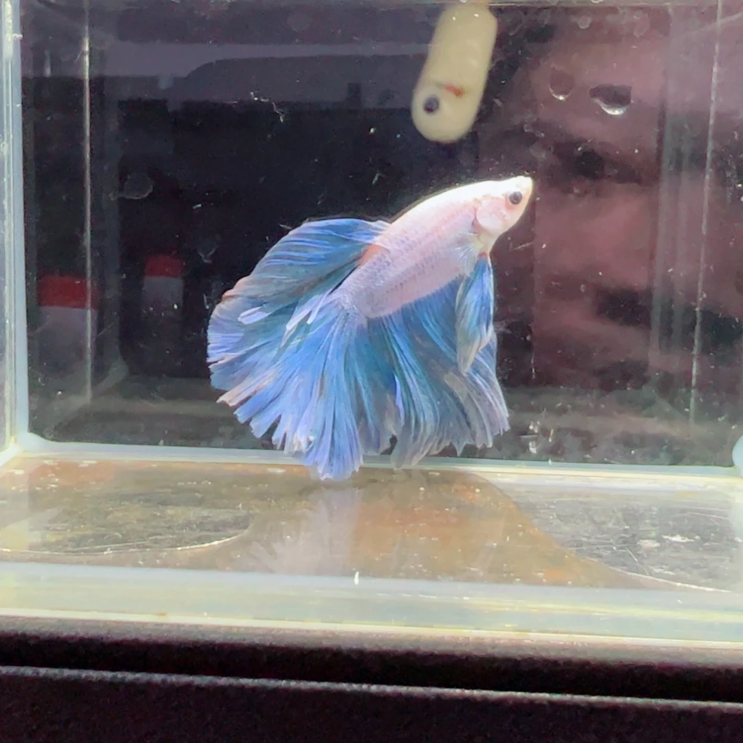 斗鱼浅色特殊尾hhhh