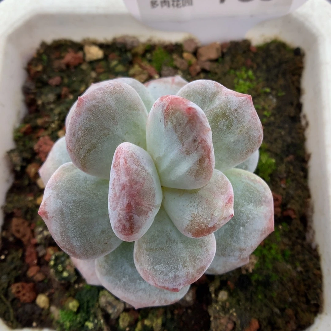 783星影石化多肉植物