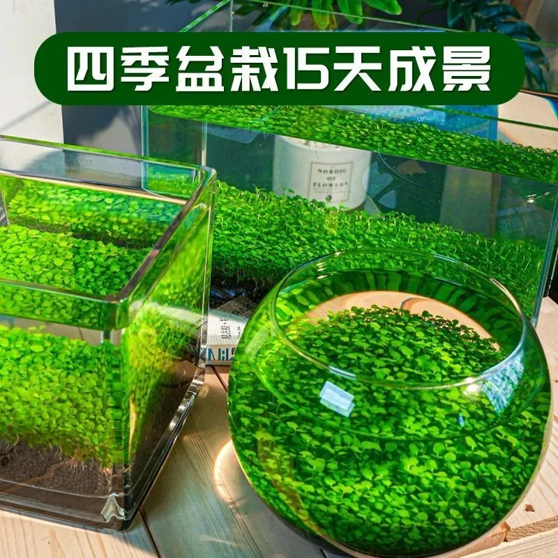 水草水草泥生态家用创意鱼缸玻璃瓶水培植物四季造景鱼缸小型