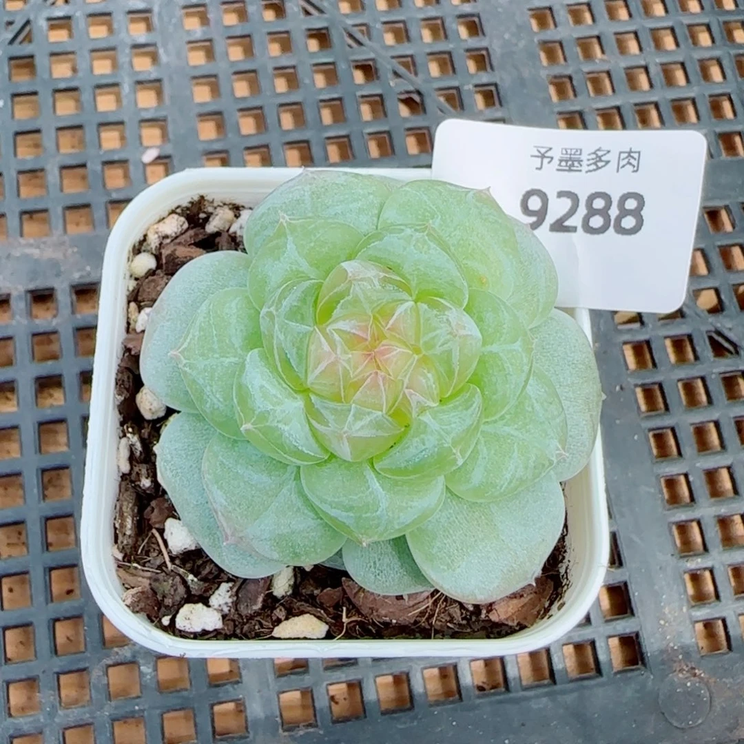 新品，9288多肉植物