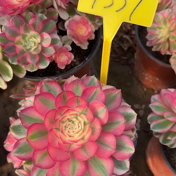 4337---倾城多头多肉植物