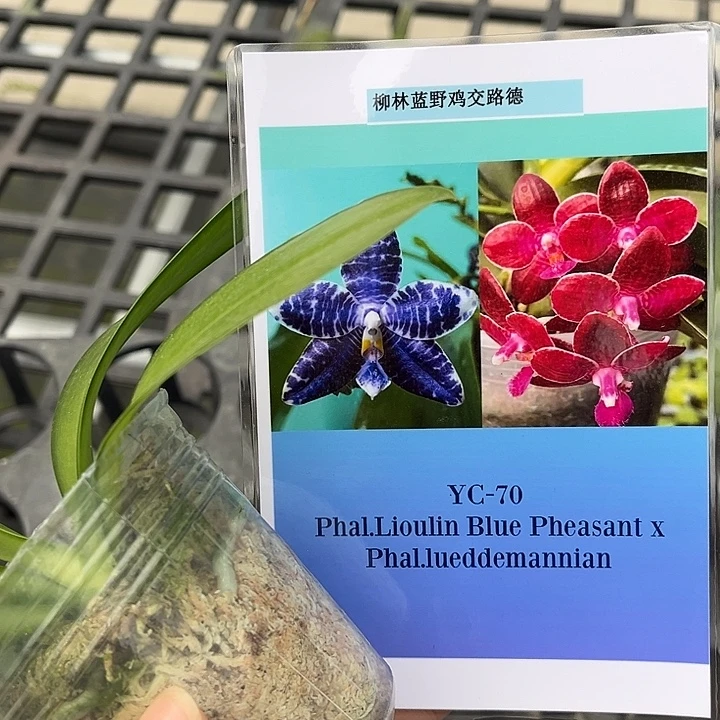 全部花苞2.5寸杯柳林蓝野鸡交路德