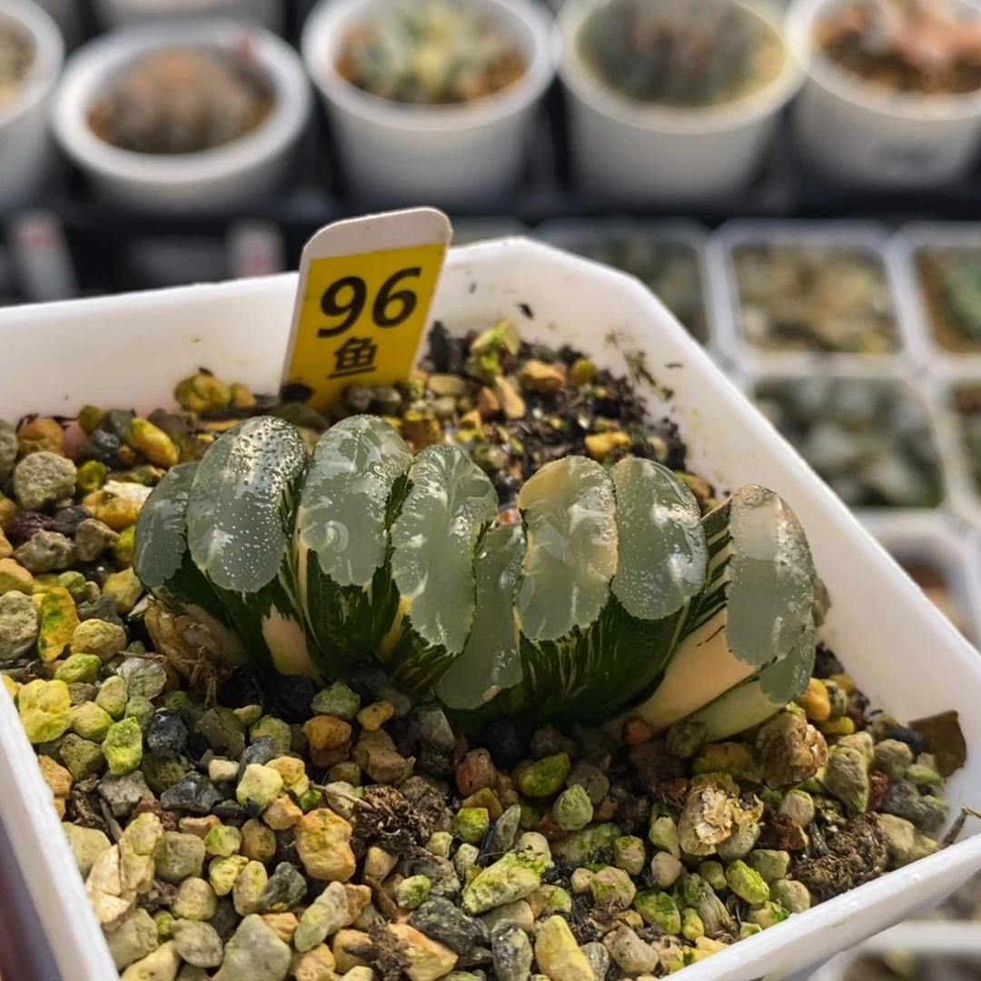 96玉扇十二卷多肉植物