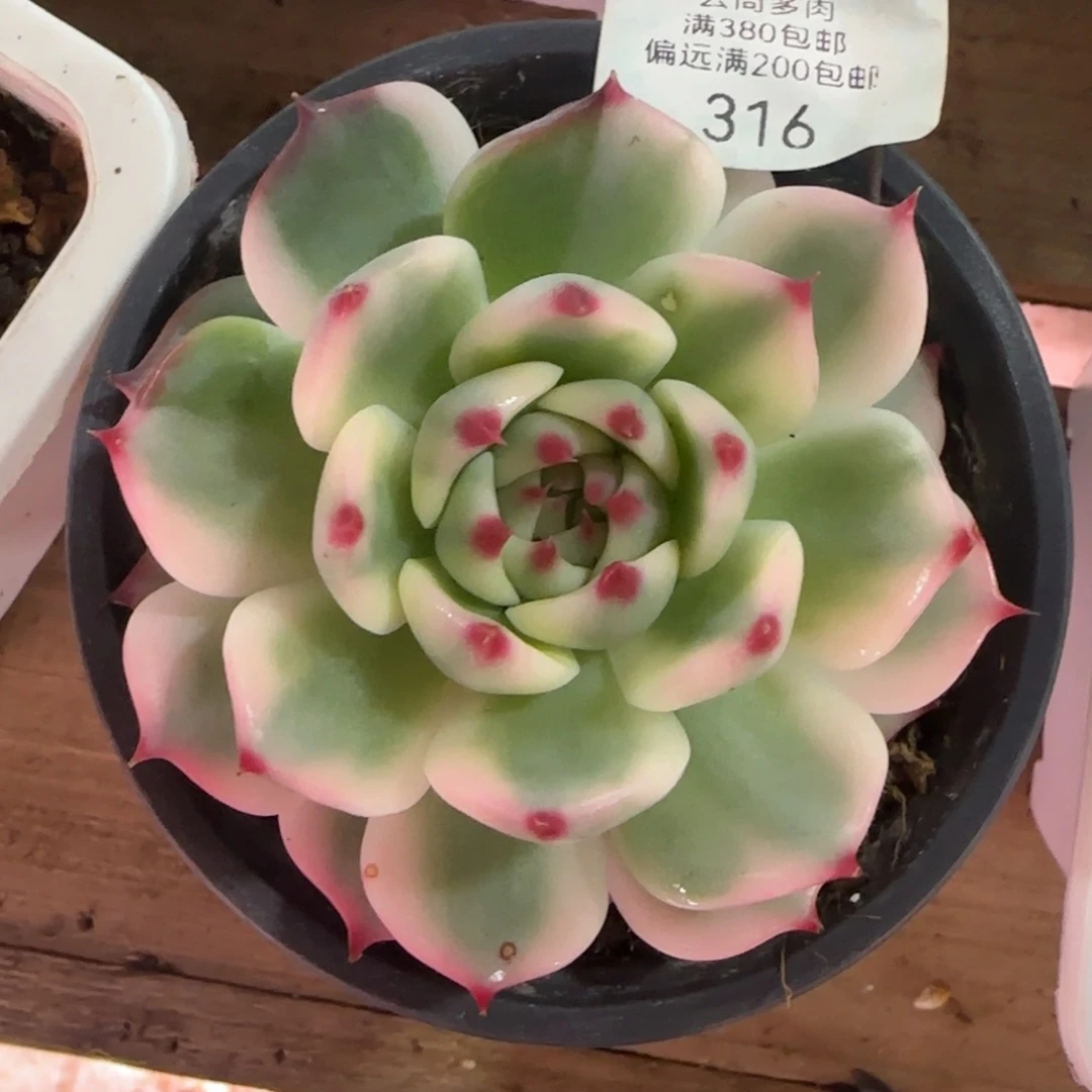 316吉娃娃锦 多肉植物锦