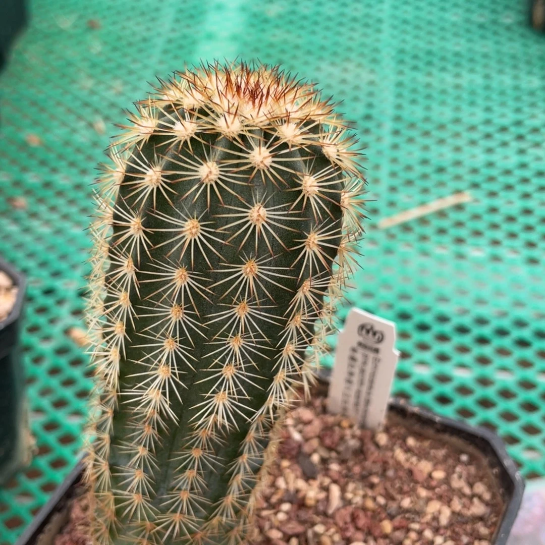 鹿角柱实生仙人球粉橘红正红御旗