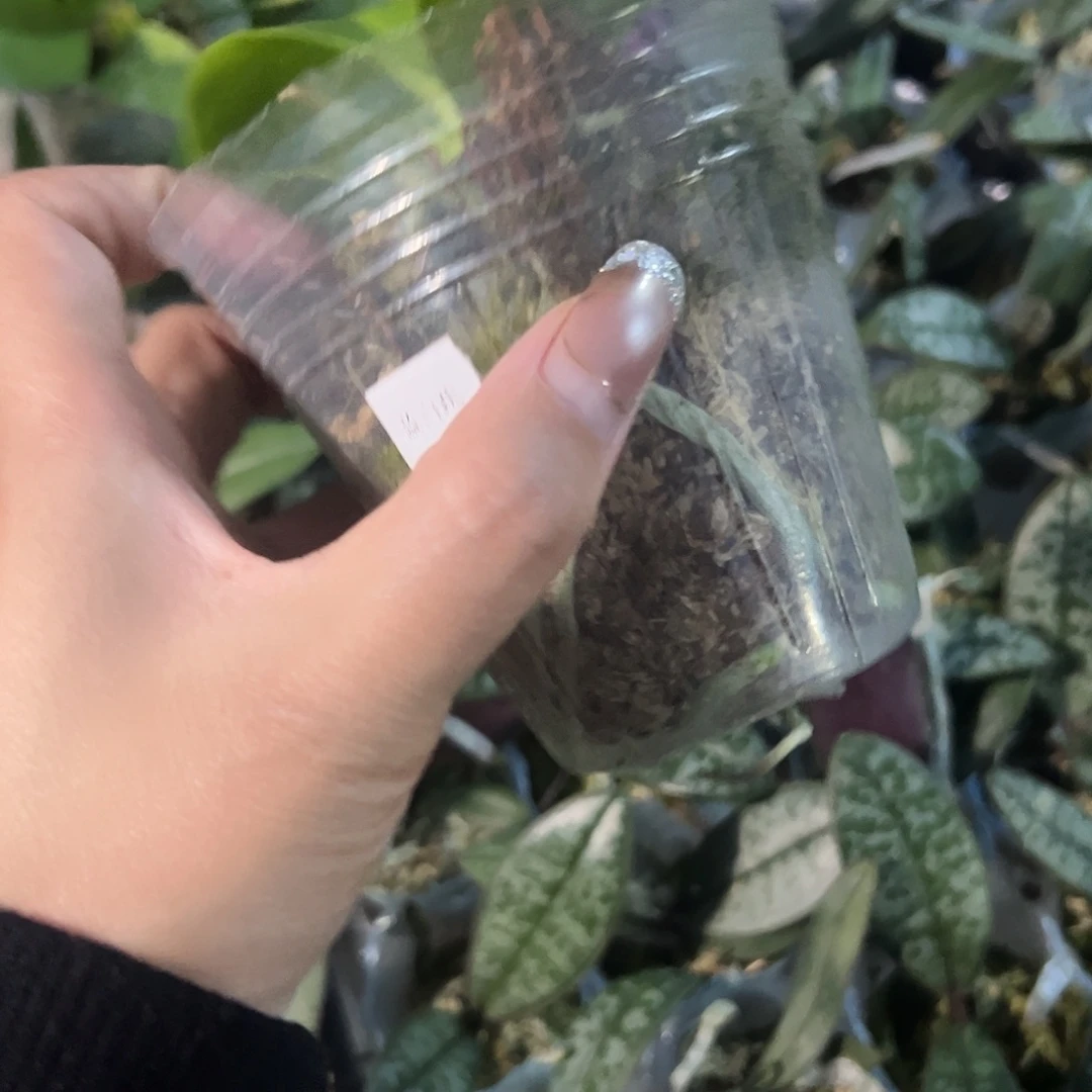 当前无花栽培后可以开花蓝白跳2.8瑕疵叶损带花剑