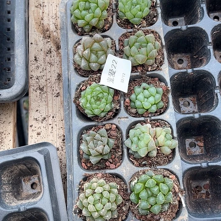 直播福利一物一拍22