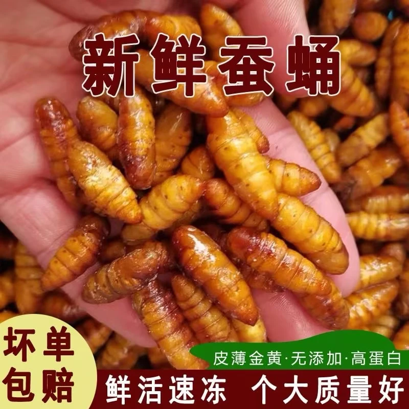小蚕蛹金丝蚕蛹高蛋白营养丰富，下酒菜必备