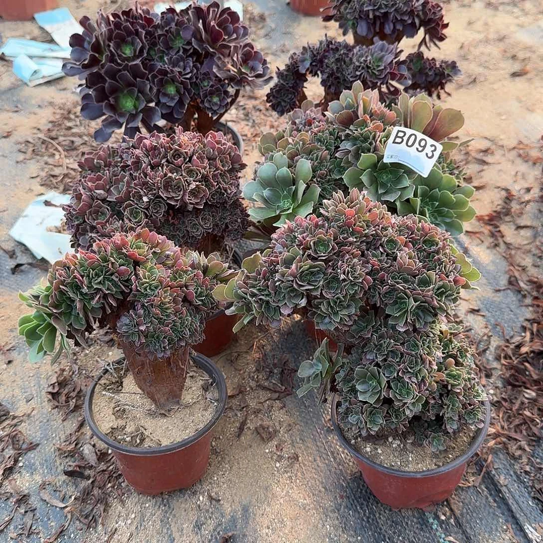 多***园093玫瑰欧紫微瑕共6颗呀