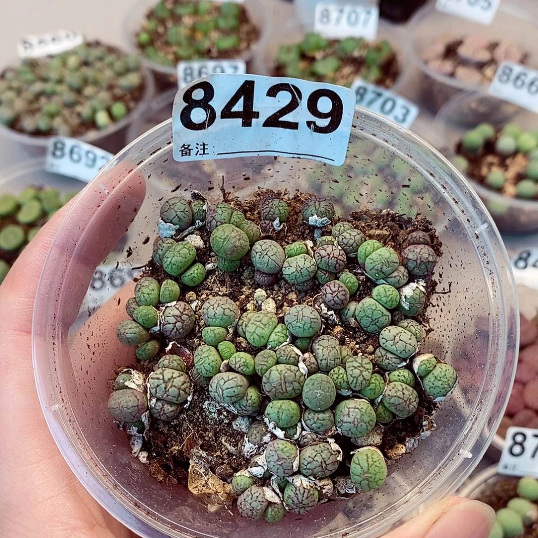 8429猴脸荧光玉盘