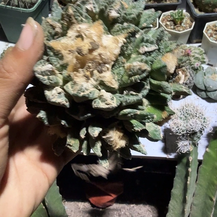 龟甲辛顿牡丹仙人球开花