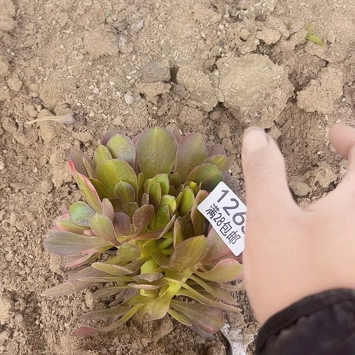 寒**月流星雨1265 多肉植物法师法师法师