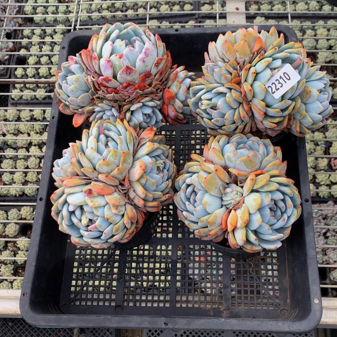 莱****艺22310四个一起？嗯嗯嗯