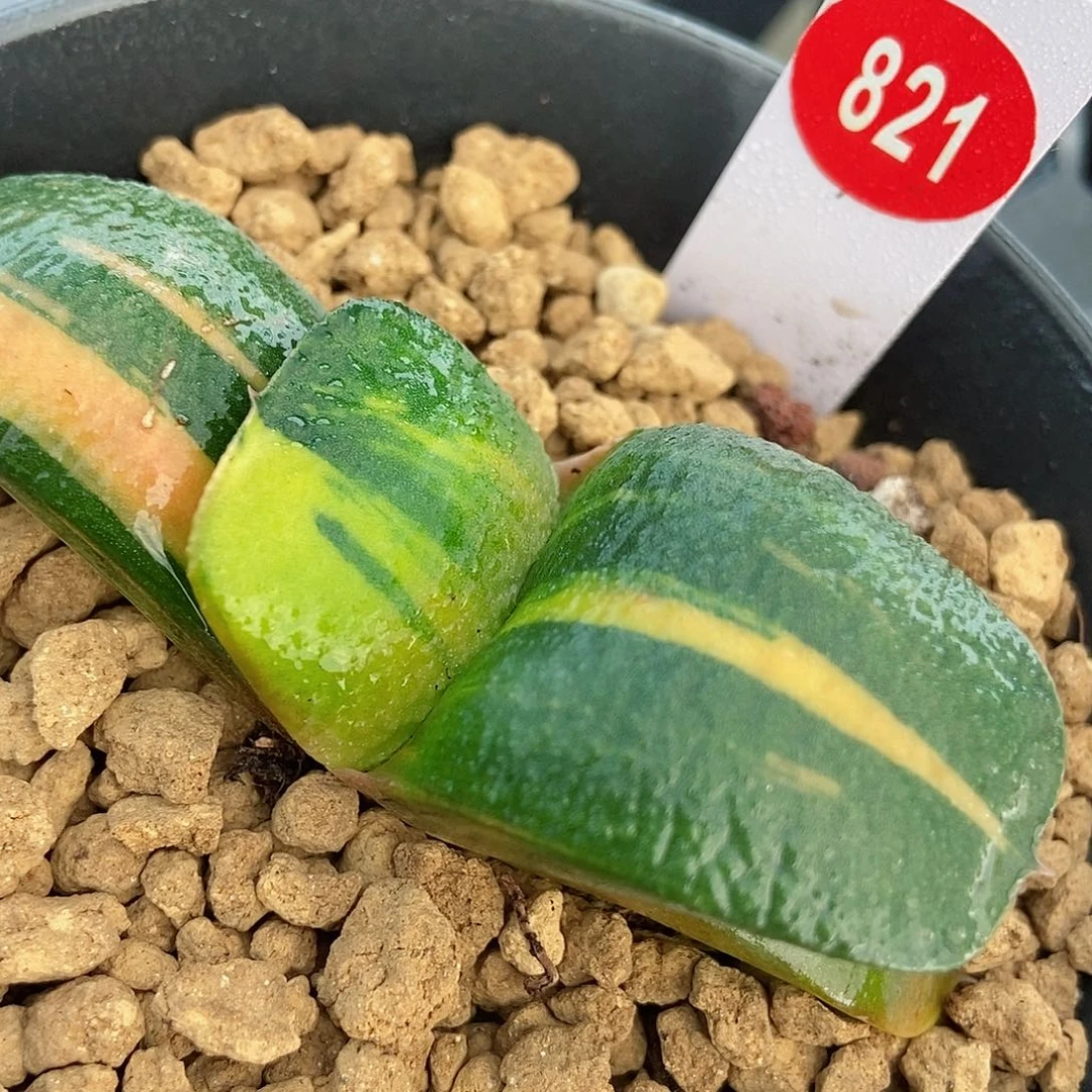 821卧牛实生锦带盆发货