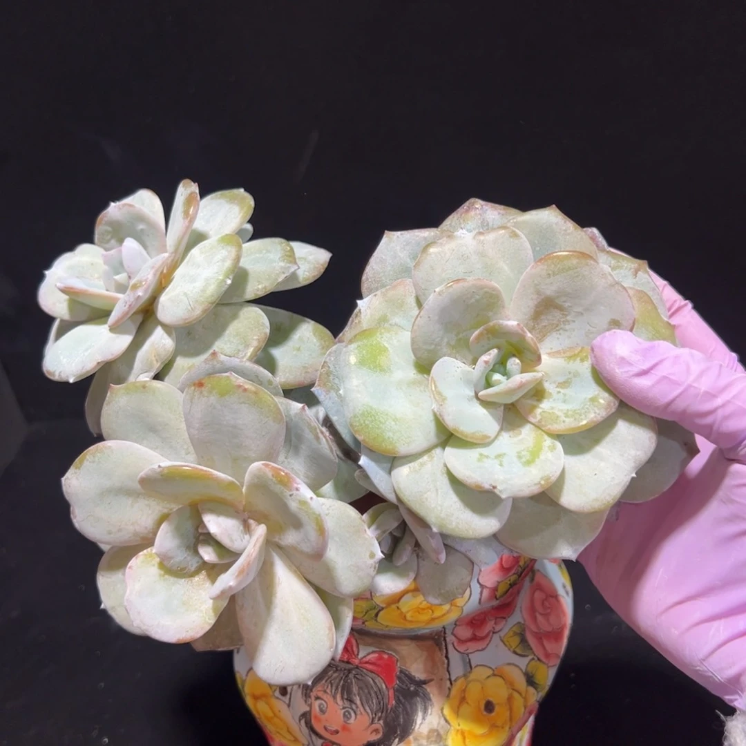 新年快乐 新年快乐 新年快乐