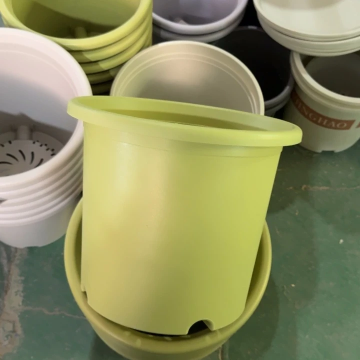 特价8.6号各5个无托果绿