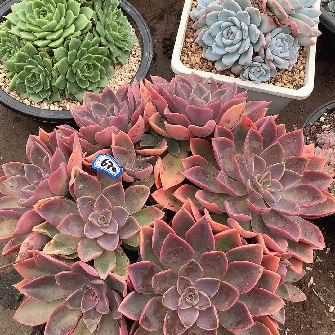 670琼斯一物一拍多肉