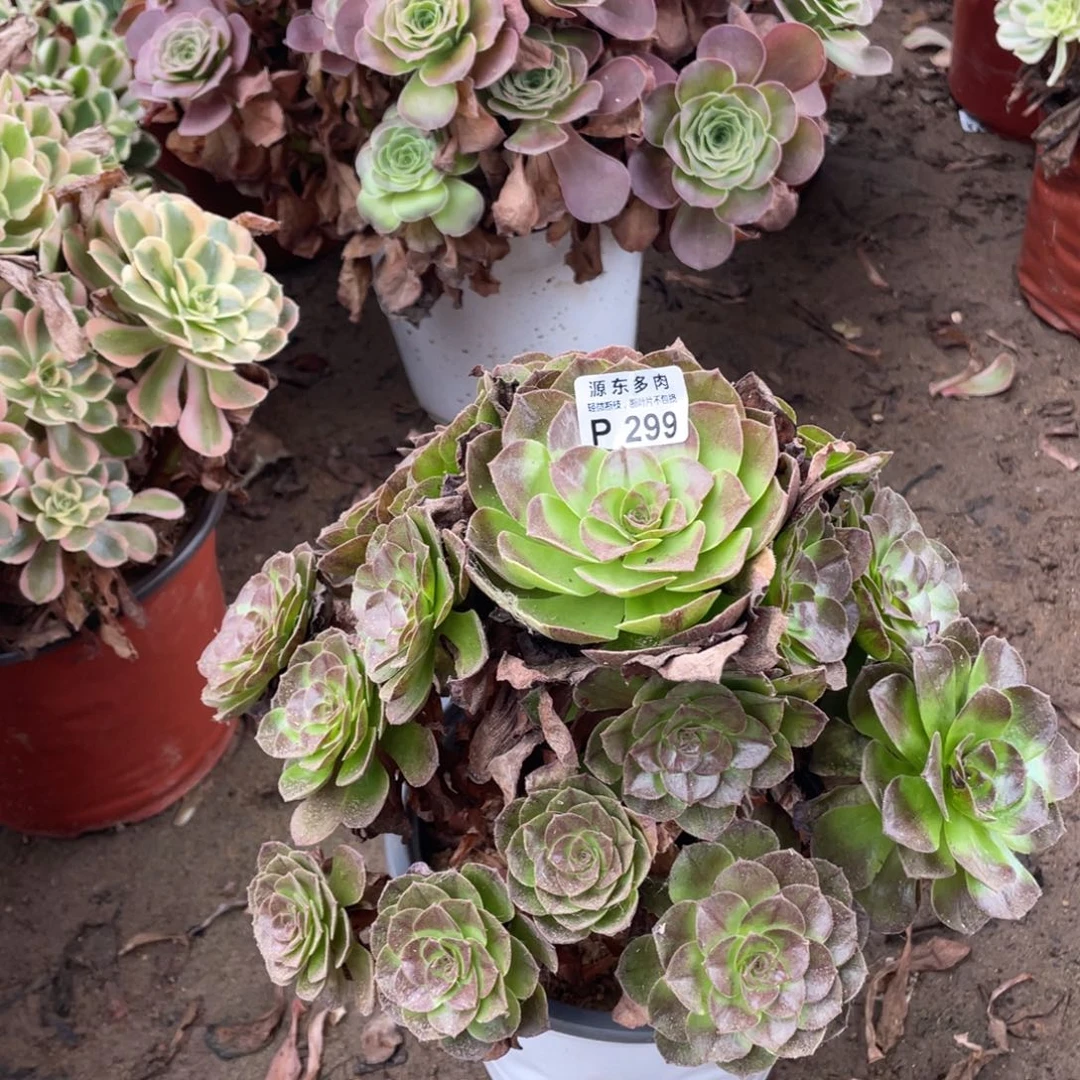 299花拉丝多肉法师断枝不包
