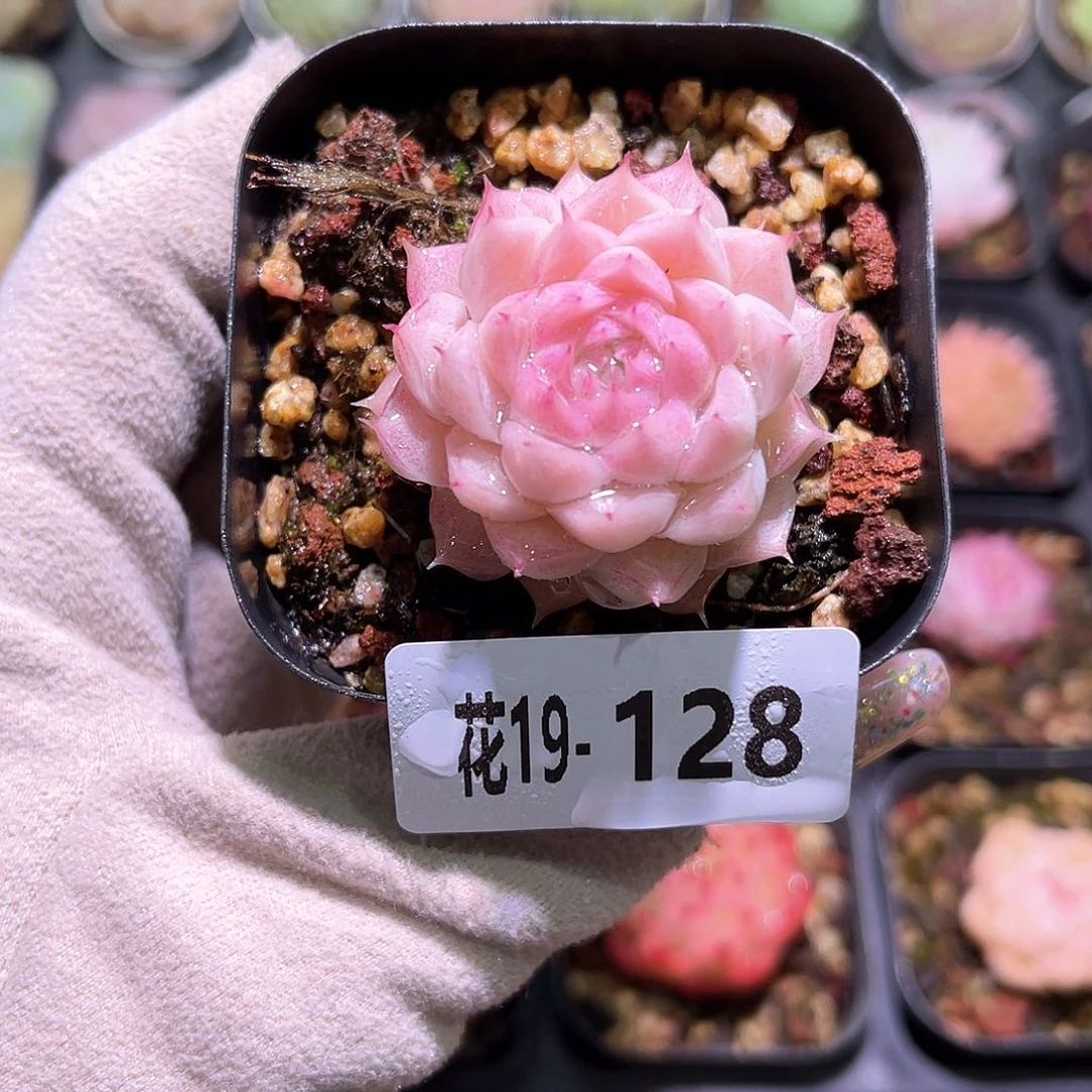 花利美19-128女王玫瑰