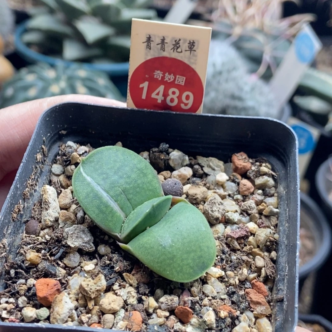 实生卧牛一棵仙人球