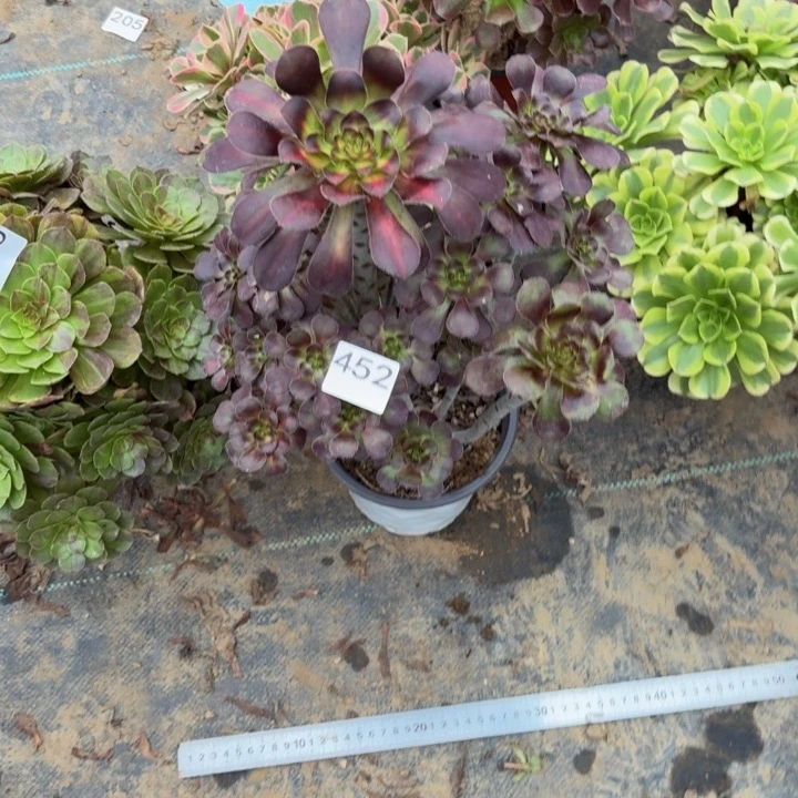 黑原叶多肉植物不包损452