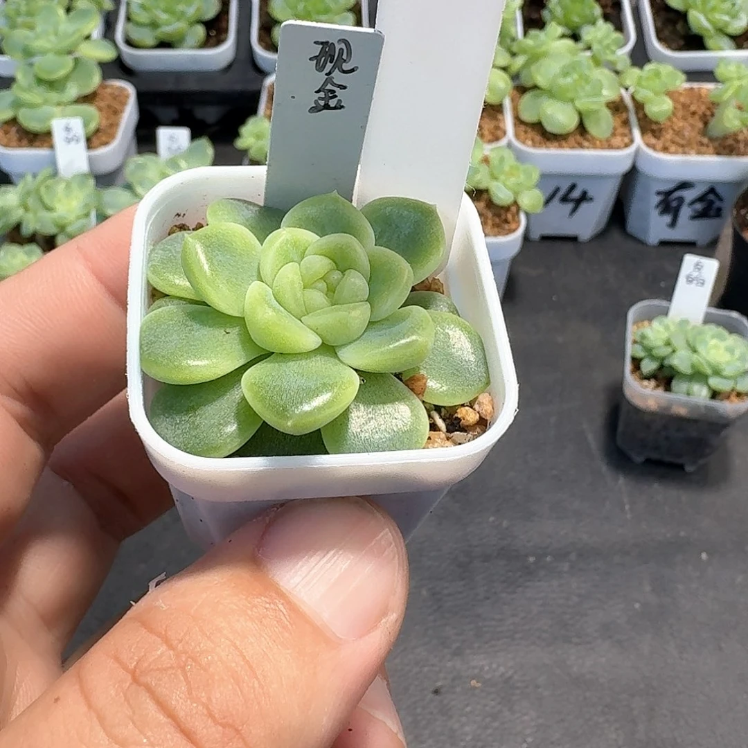 197号单头现金多肉11111
