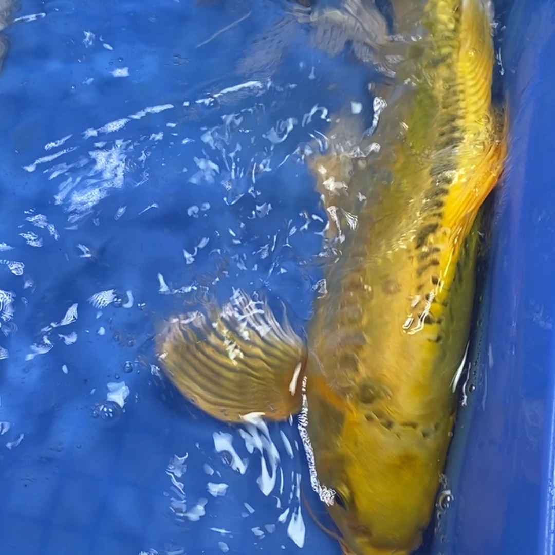 锦鲤冷水锦鲤包邮