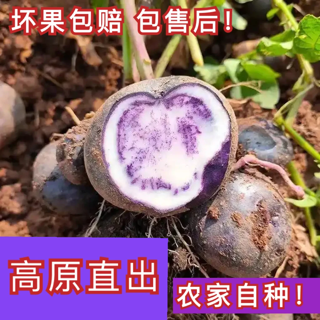 云南文山丘北正宗舍得高原特产紫洋芋，香甜软糯，农家自种