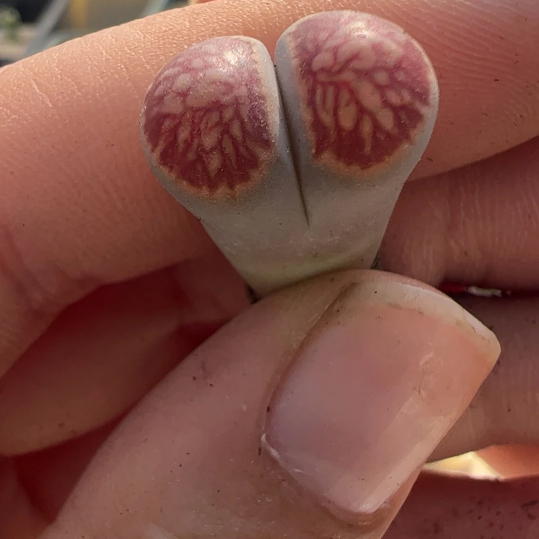 277 好看的多肉冲冲冲