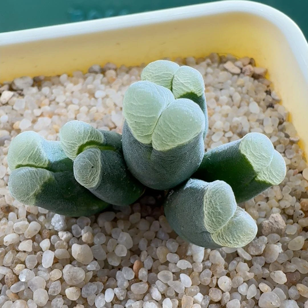 【柏实花园】青蛙优选MSG2151风铃肉锥多肉植物