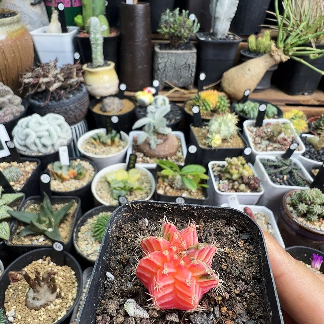 肋骨牡丹锦脱土发货不带盆