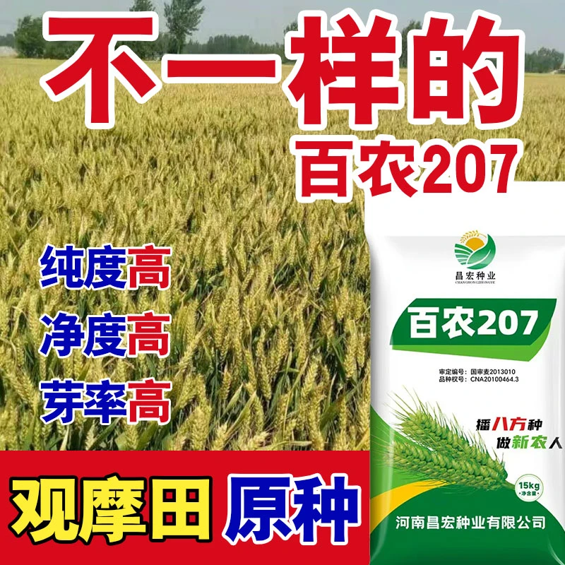 【百农207原种】国审抗冻高产小麦种子耐高温矮杆高产小麦品种推荐