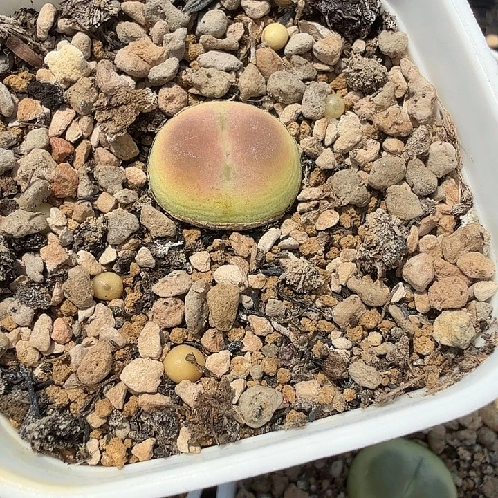 菠***蜜多肉拉登一颗啊啊啊