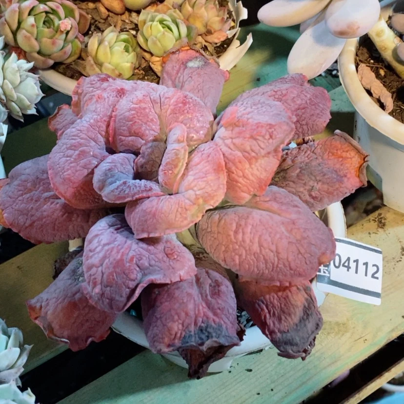 【闪购商品】狂野蓝爵04112