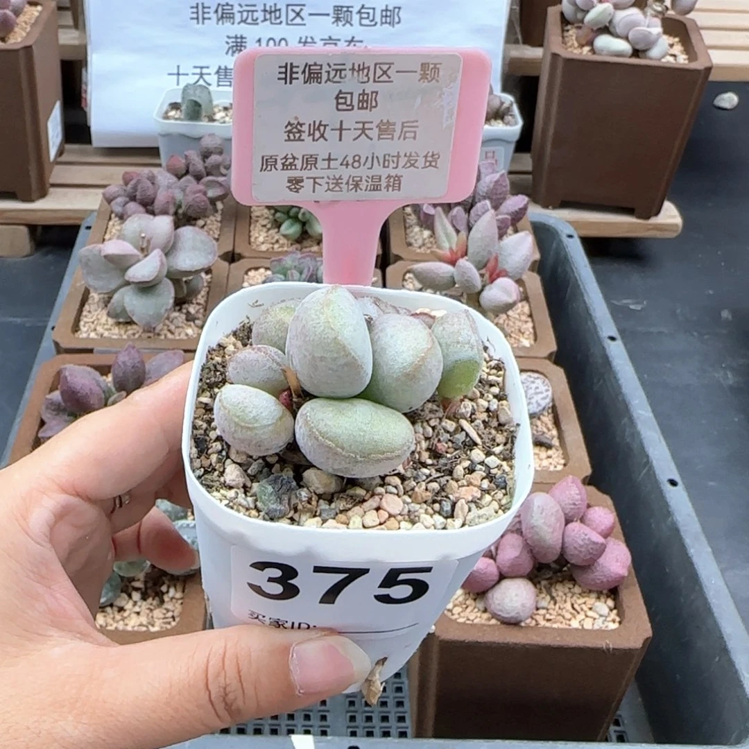 375硬叶白蛋微瑕多肉植物