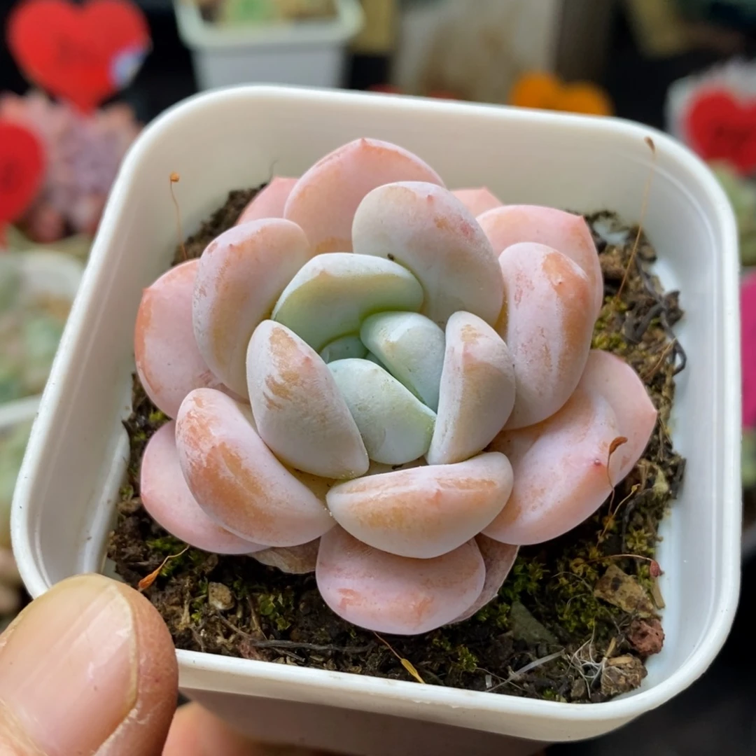 精品多肉一物一拍不包整48