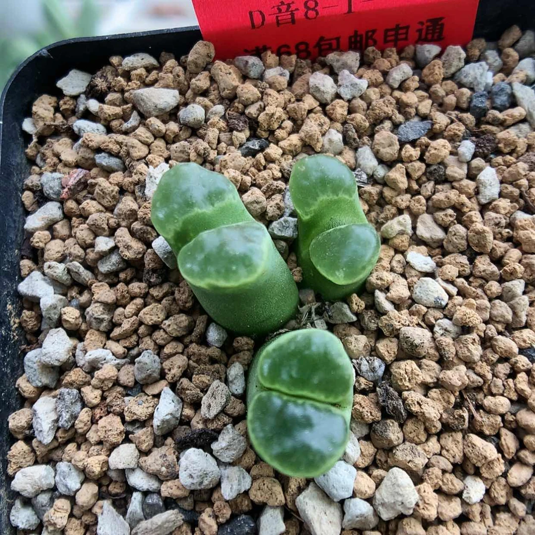 【闪购商品】8-1-7 风铃一群