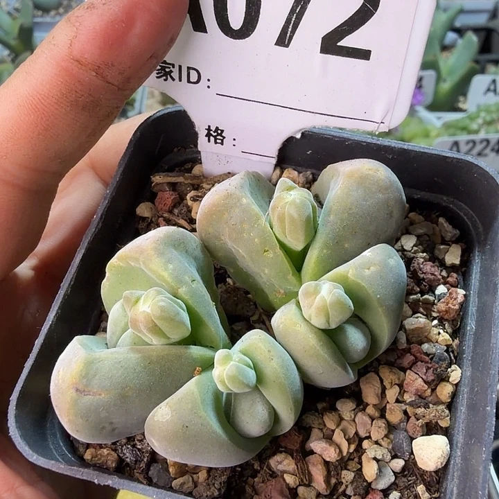 072。满38包邮肉锥