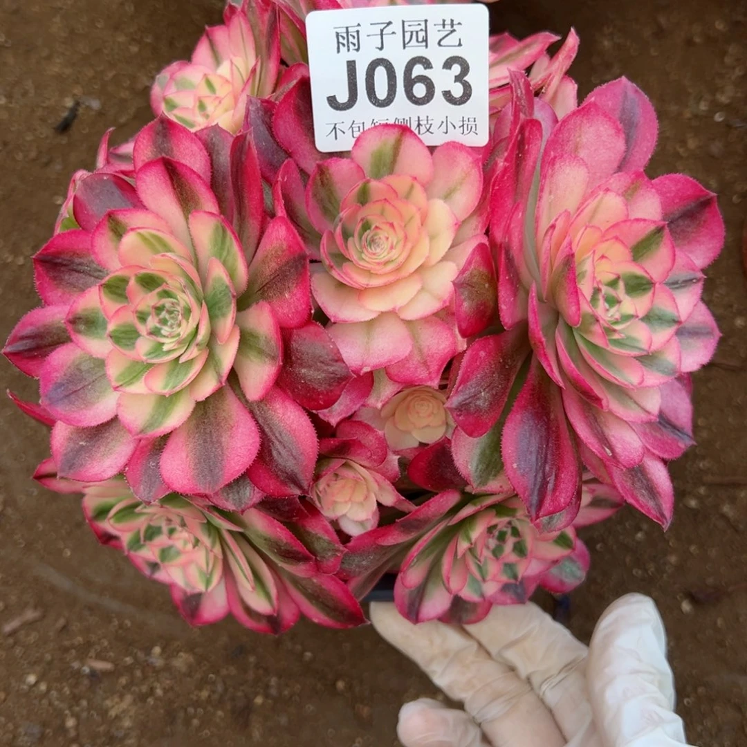 063倾城尺寸20左右