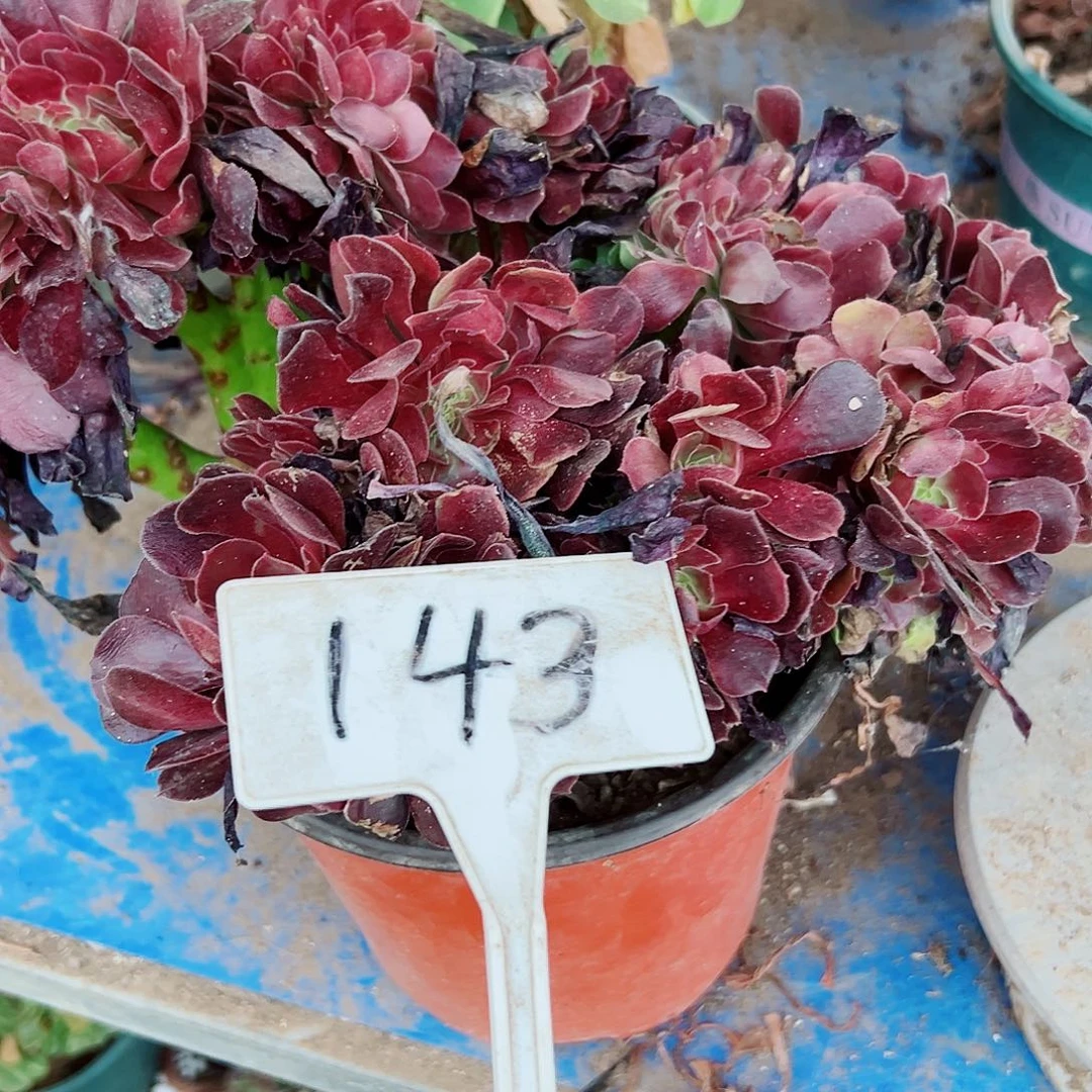 多肉植物欧子缀花