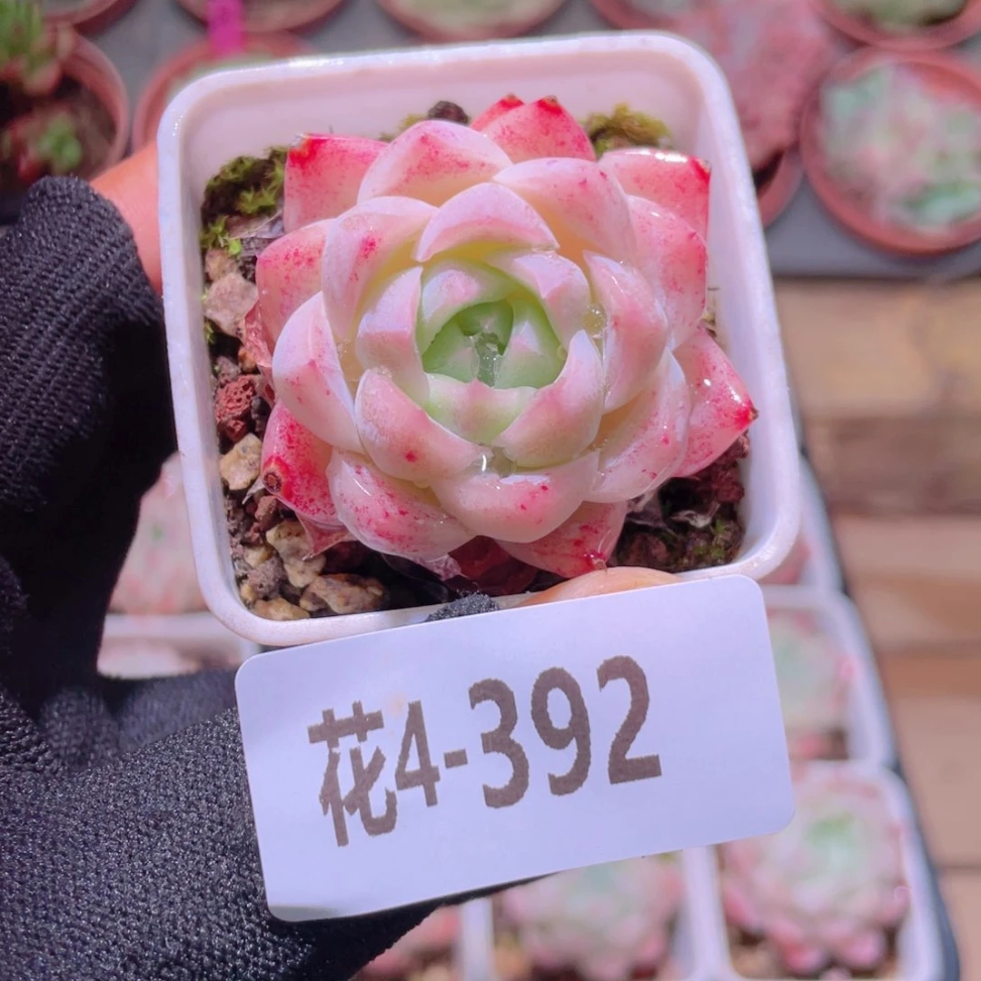 阿**闲花利美4-392美瞳