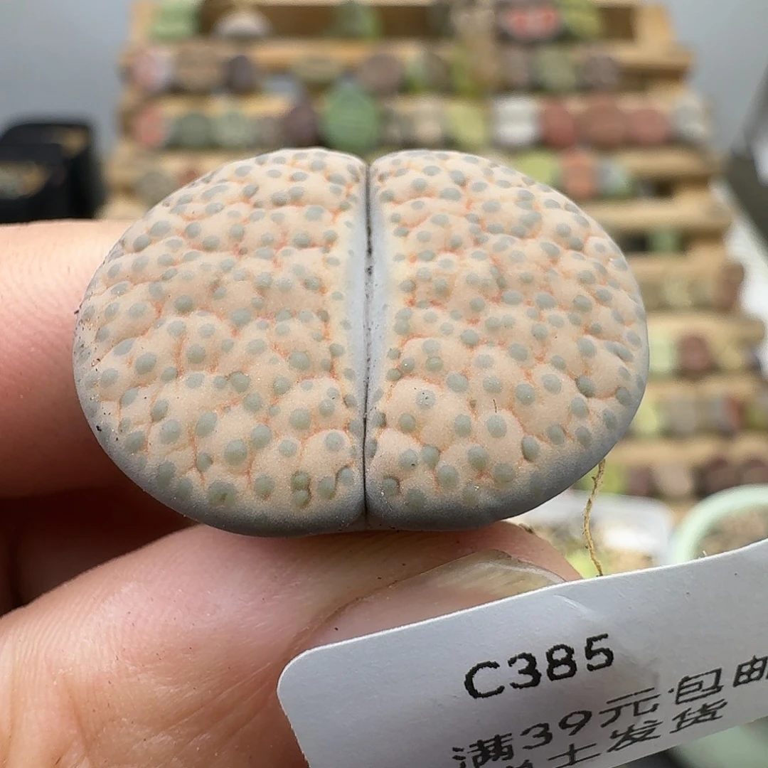 385多肉哈哈哈哈哈哈哈