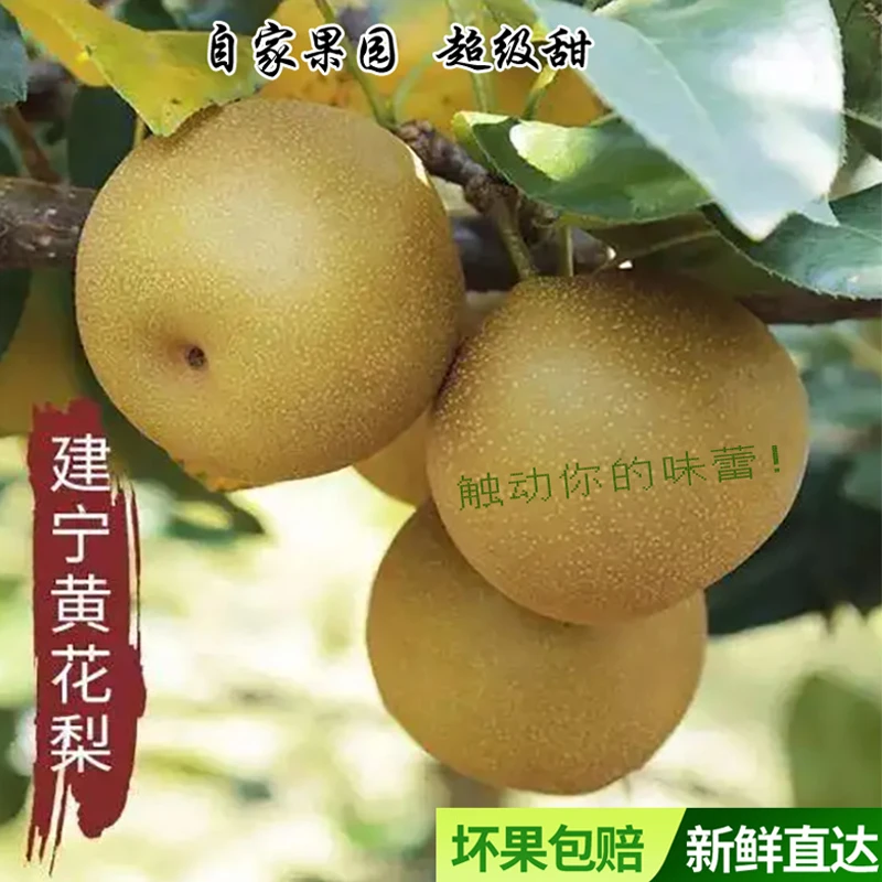 建宁翠冠梨新鲜梨子10斤当季现摘薄皮青梨脆梨超甜应季水果黄花梨