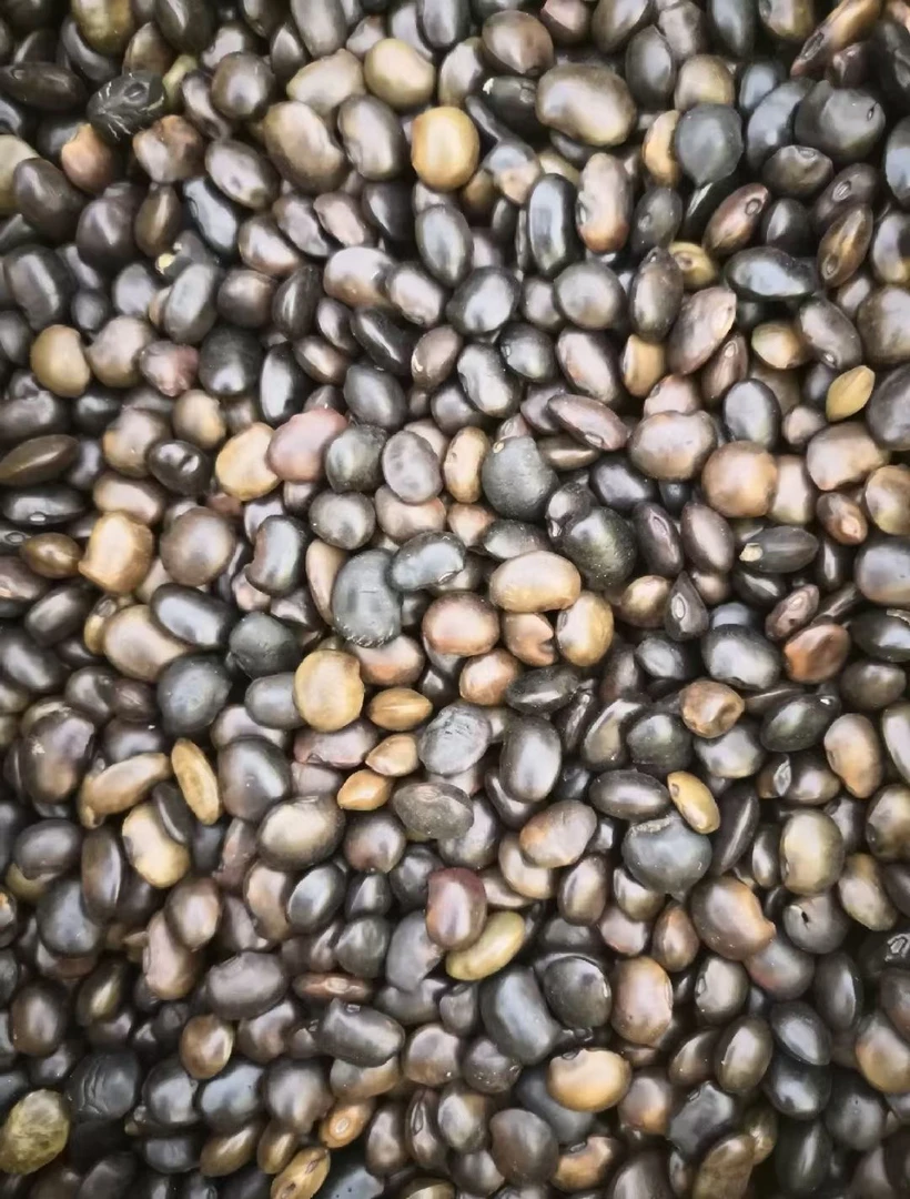 优质国槐种子速生林木绿化包邮