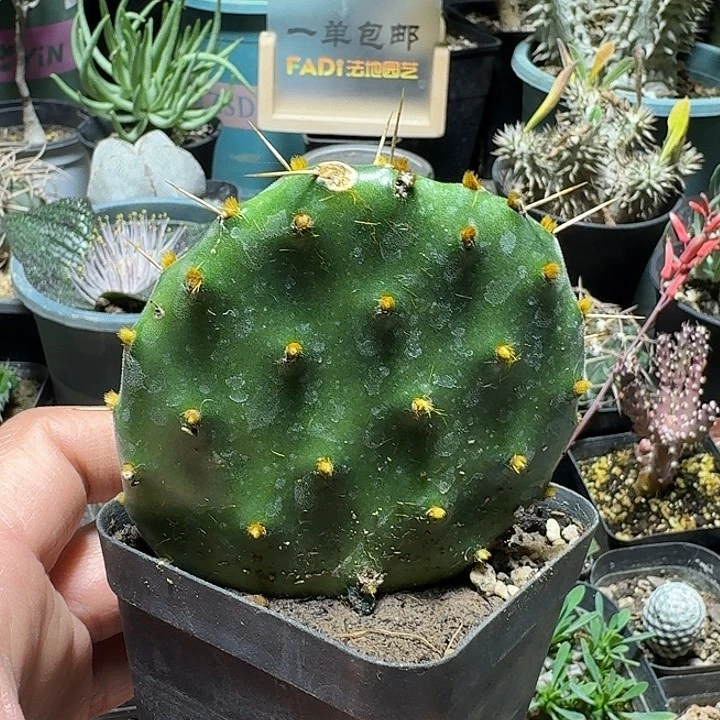 *****345银盾团扇脱土发货有疤特价